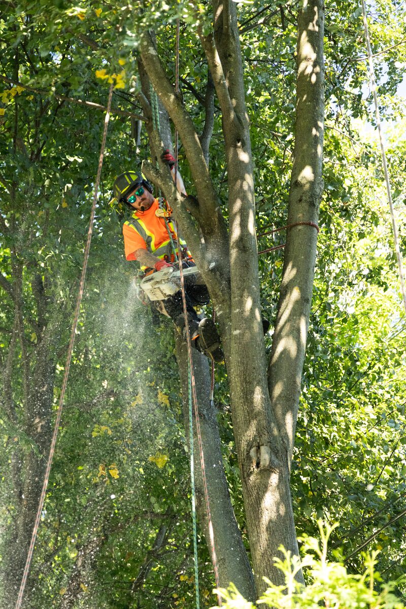 Élagage préventif d'un chêne mature